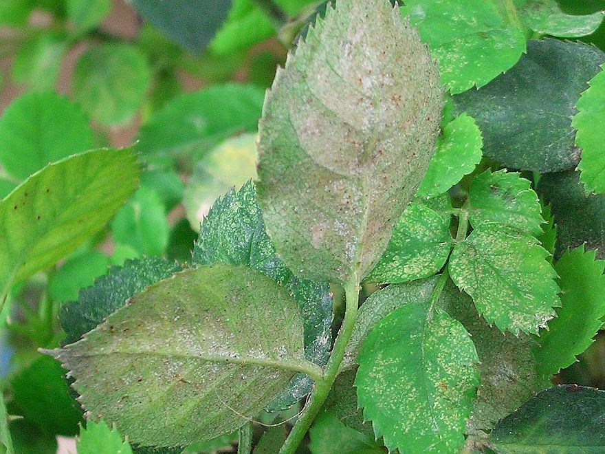 害蟲“抗藥”怎么辦？專家開出新處方